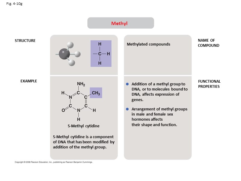 Fig. 4-10g STRUCTURE EXAMPLE NAME OF COMPOUND FUNCTIONAL PROPERTIES Methyl 5-Methyl cytidine is a